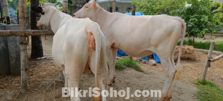 রানী সংকর জাতের এক জোড়া বকনা বাছুর বিক্রি করা হবে